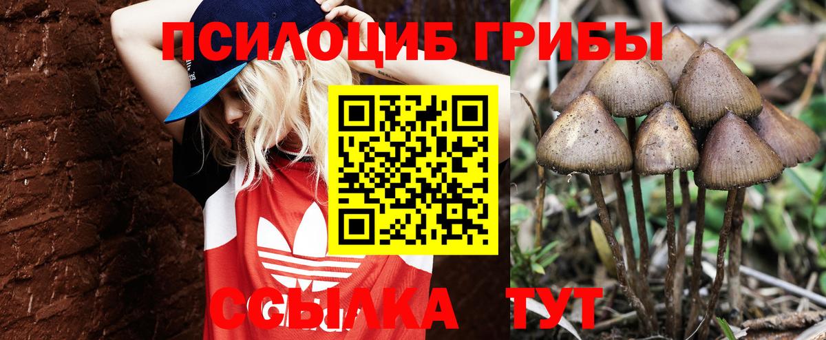 Псилоцибиновые грибы Psilocybine cubensis Кольчугино
